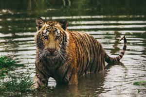 Taming the Irritability Tiger: Managing Fear & Anxiety